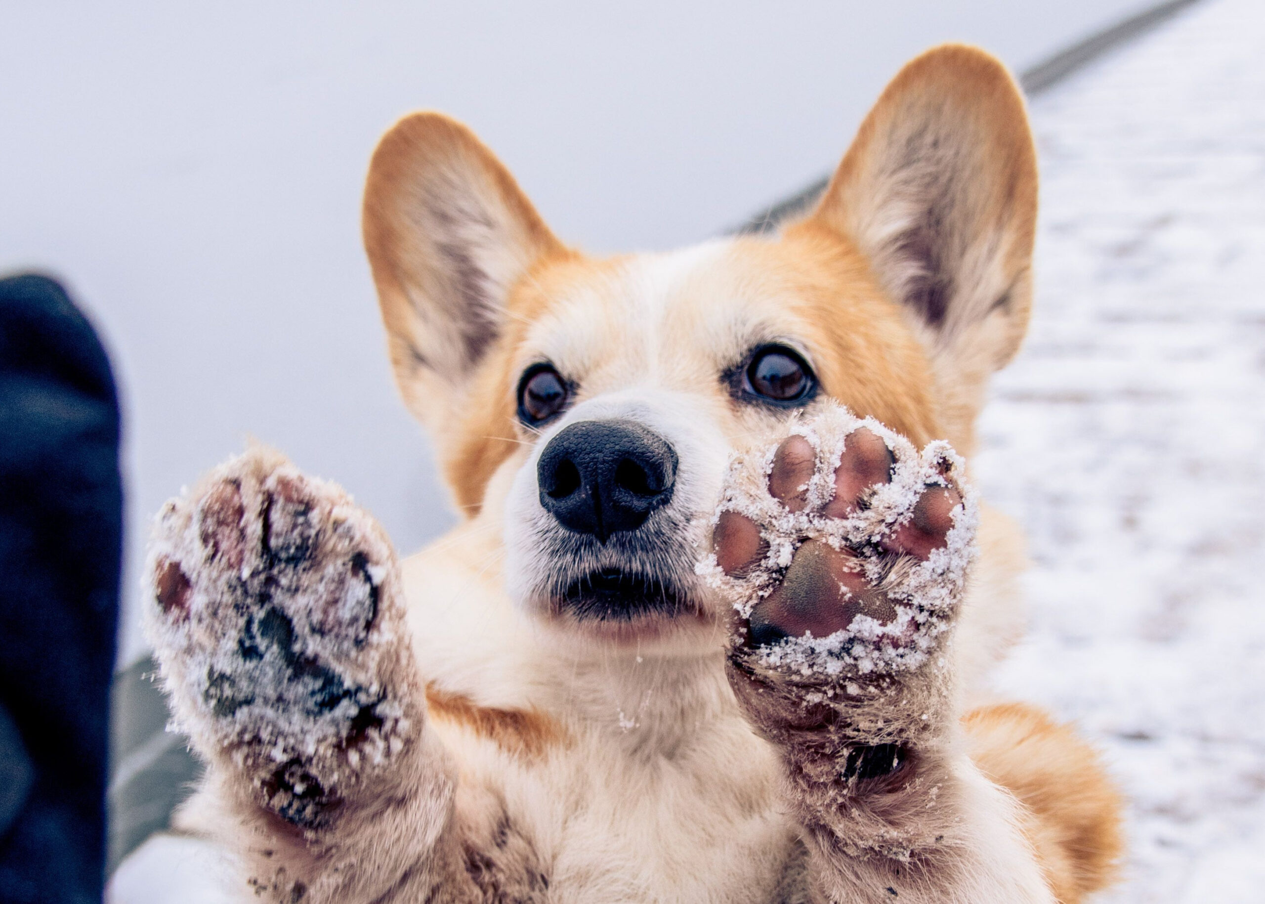 The 5 Best, Most Recommended Pet Safe Ice Melts • Ask Bronna
